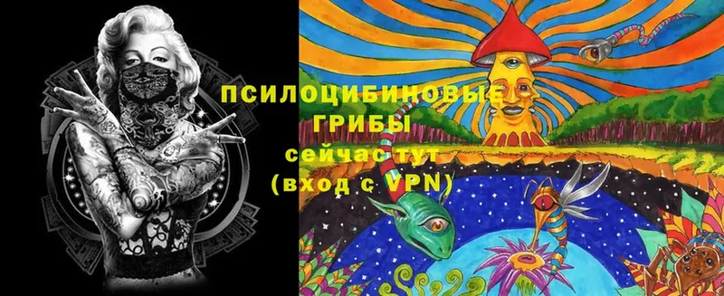 Галлюциногенные грибы Psilocybe  что такое   Завитинск 